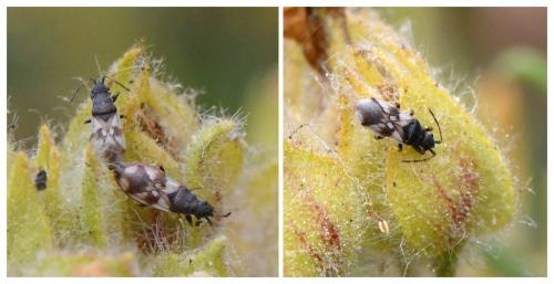 Réf. 232 655 : Macroplax fasciata